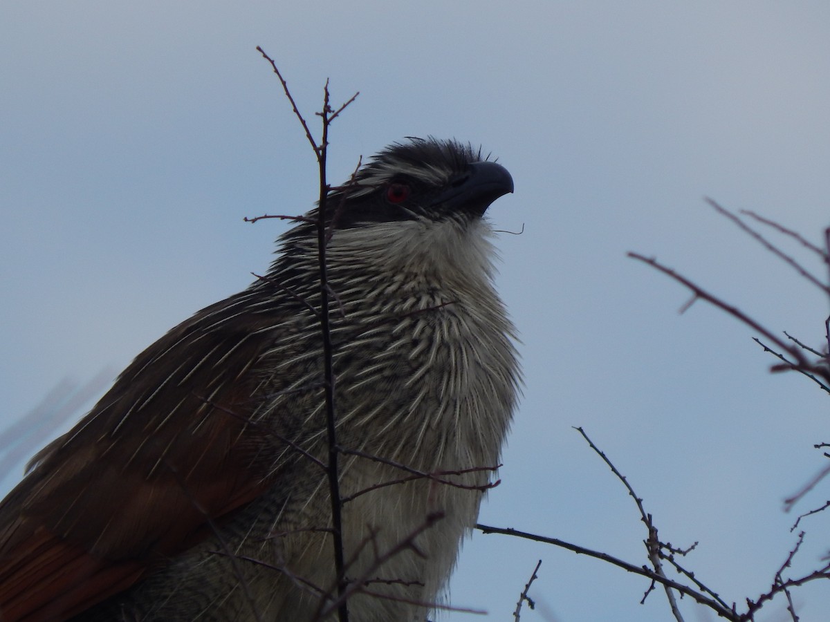 White-browed Coucal - ML218656161