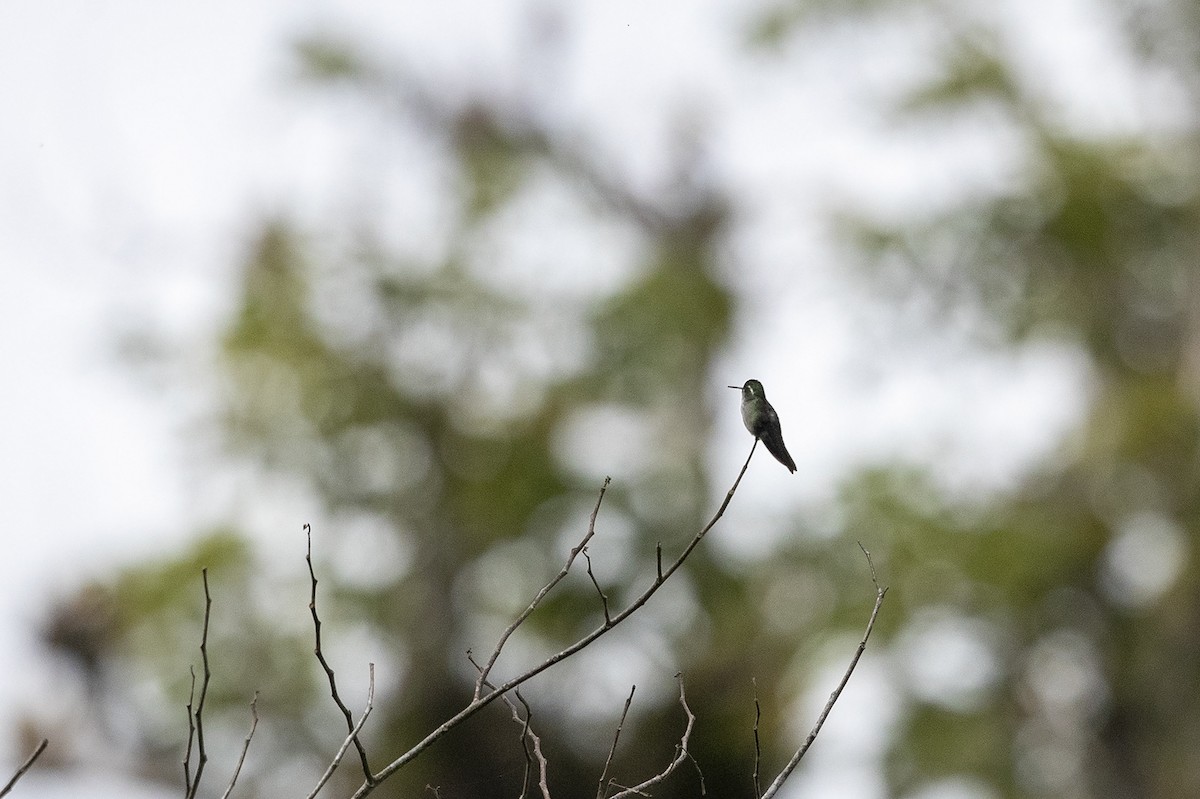 kolibřík salvadorský - ML218656321