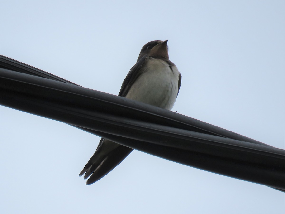 Barn Swallow (White-bellied) - ML218656881
