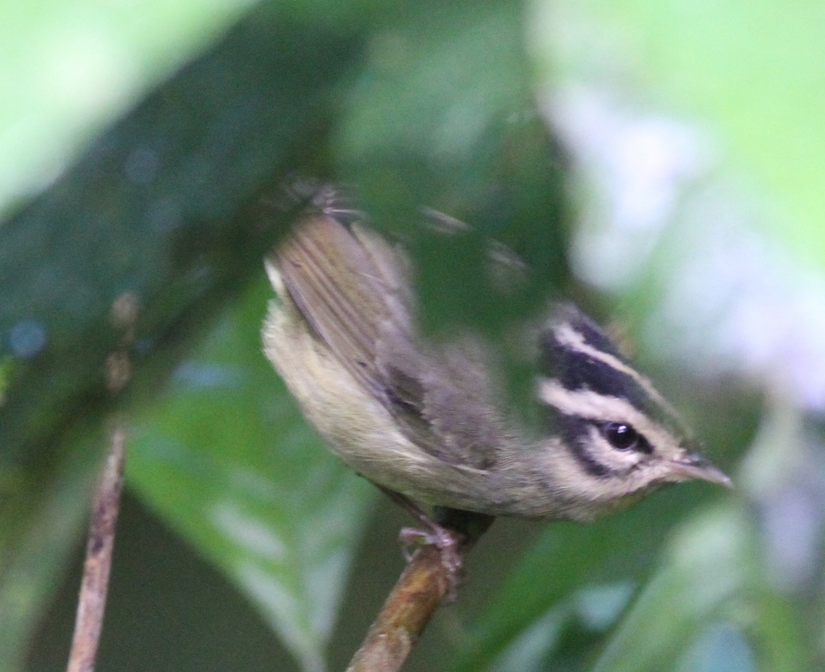 Costa Rican Warbler - ML21865801