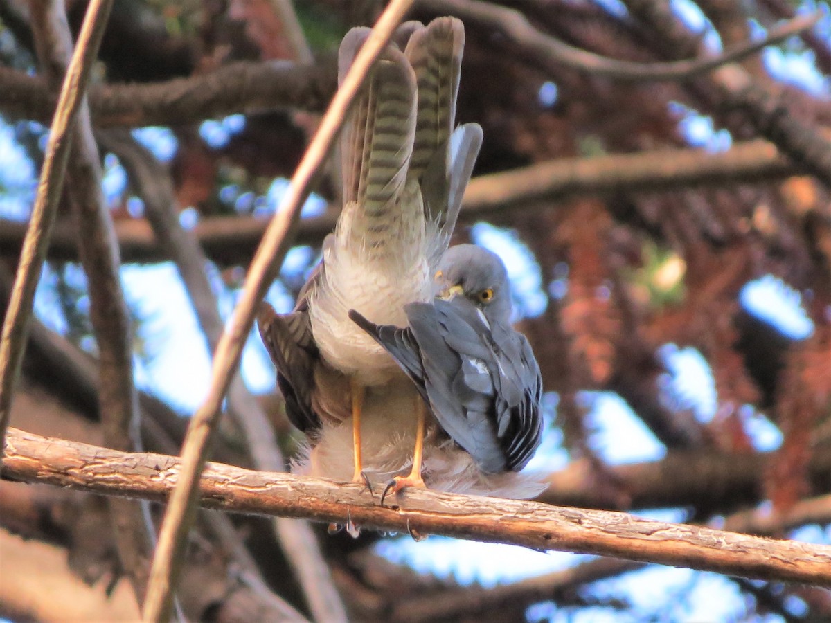 Collared Sparrowhawk - B C