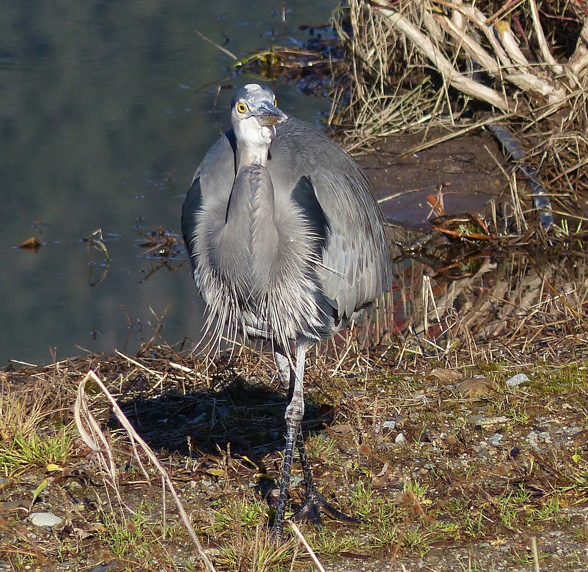 Great Blue Heron - Hilary Maguire