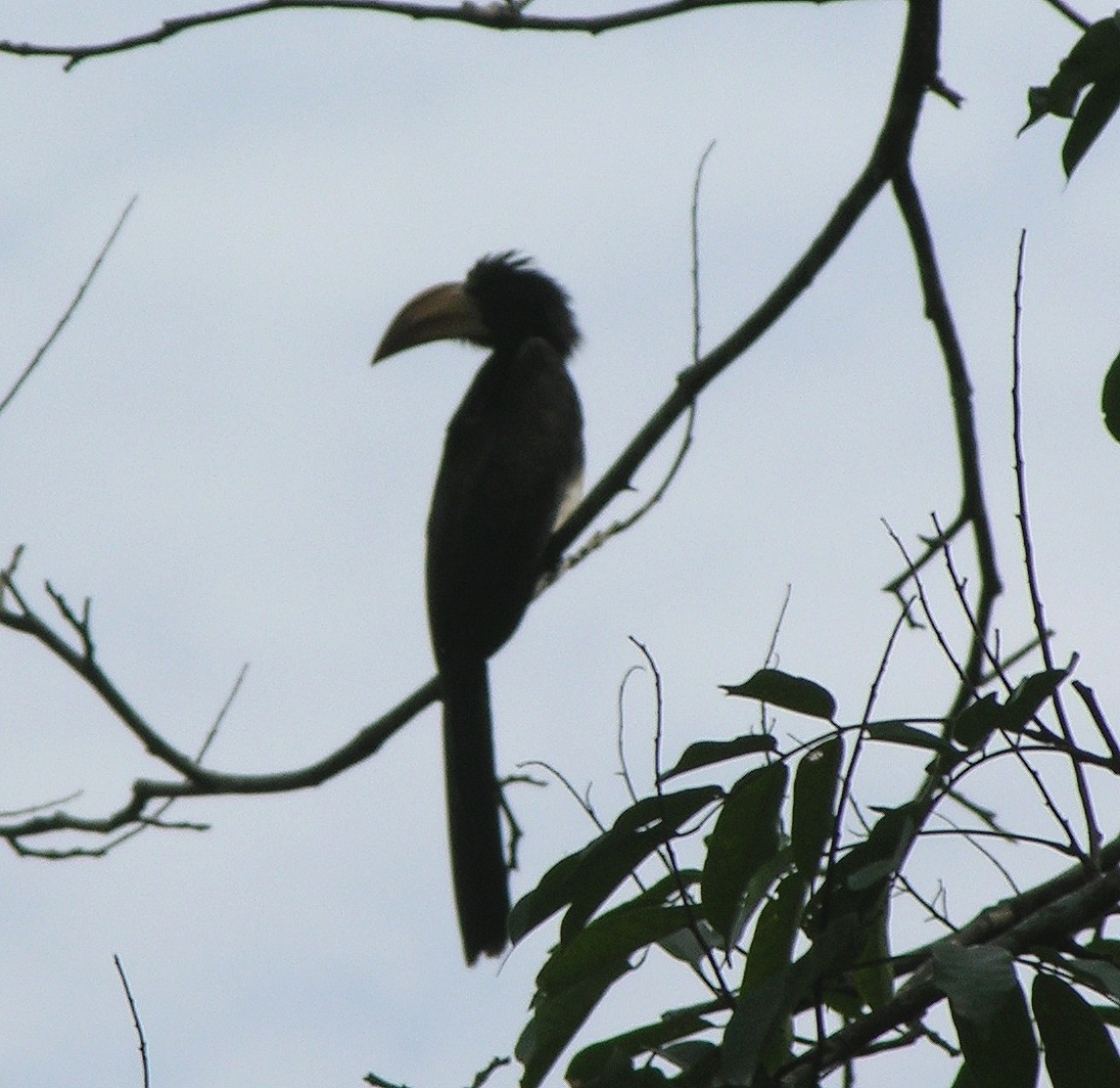 Congo Pied Hornbill - Tony King