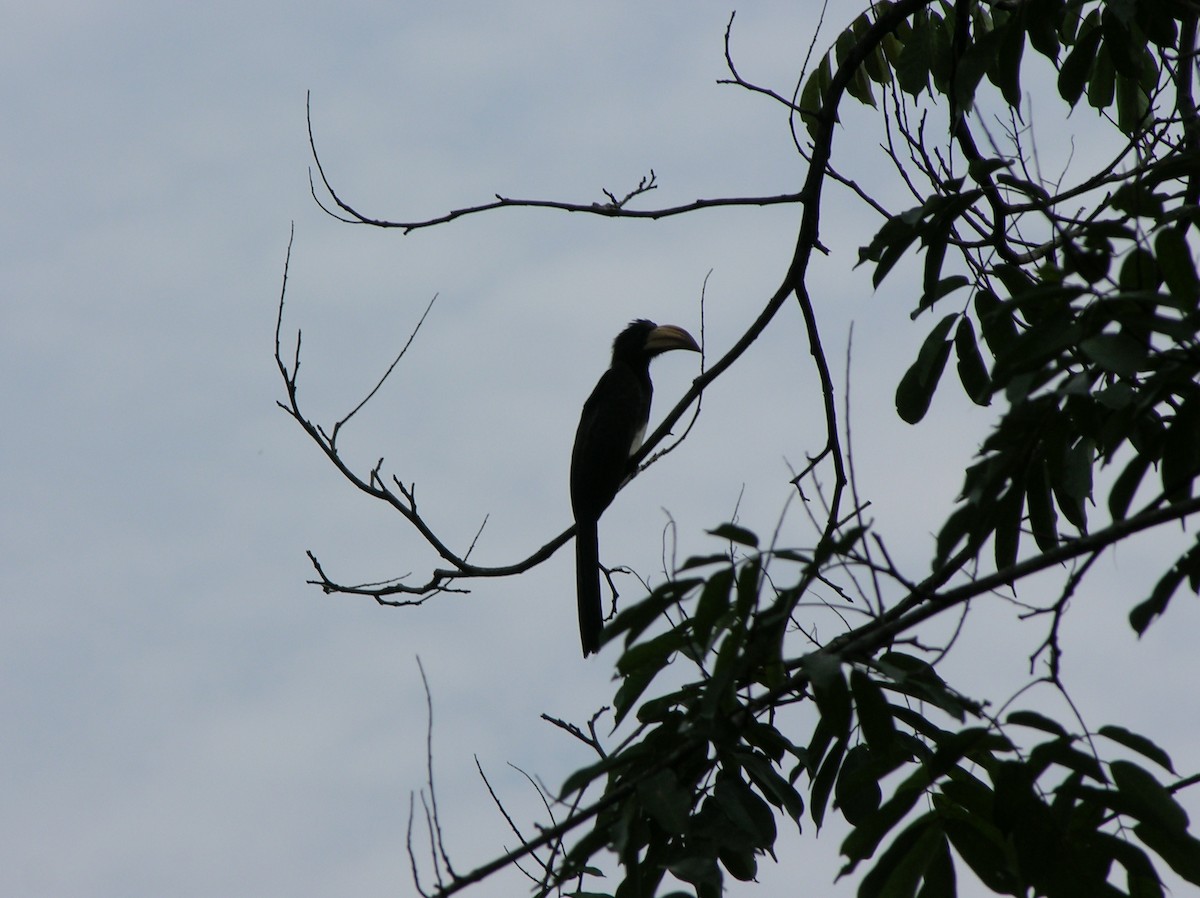 Congo Pied Hornbill - Tony King