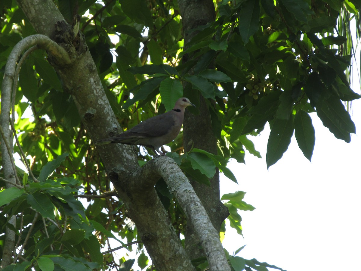 Red-eyed Dove - ML218663711