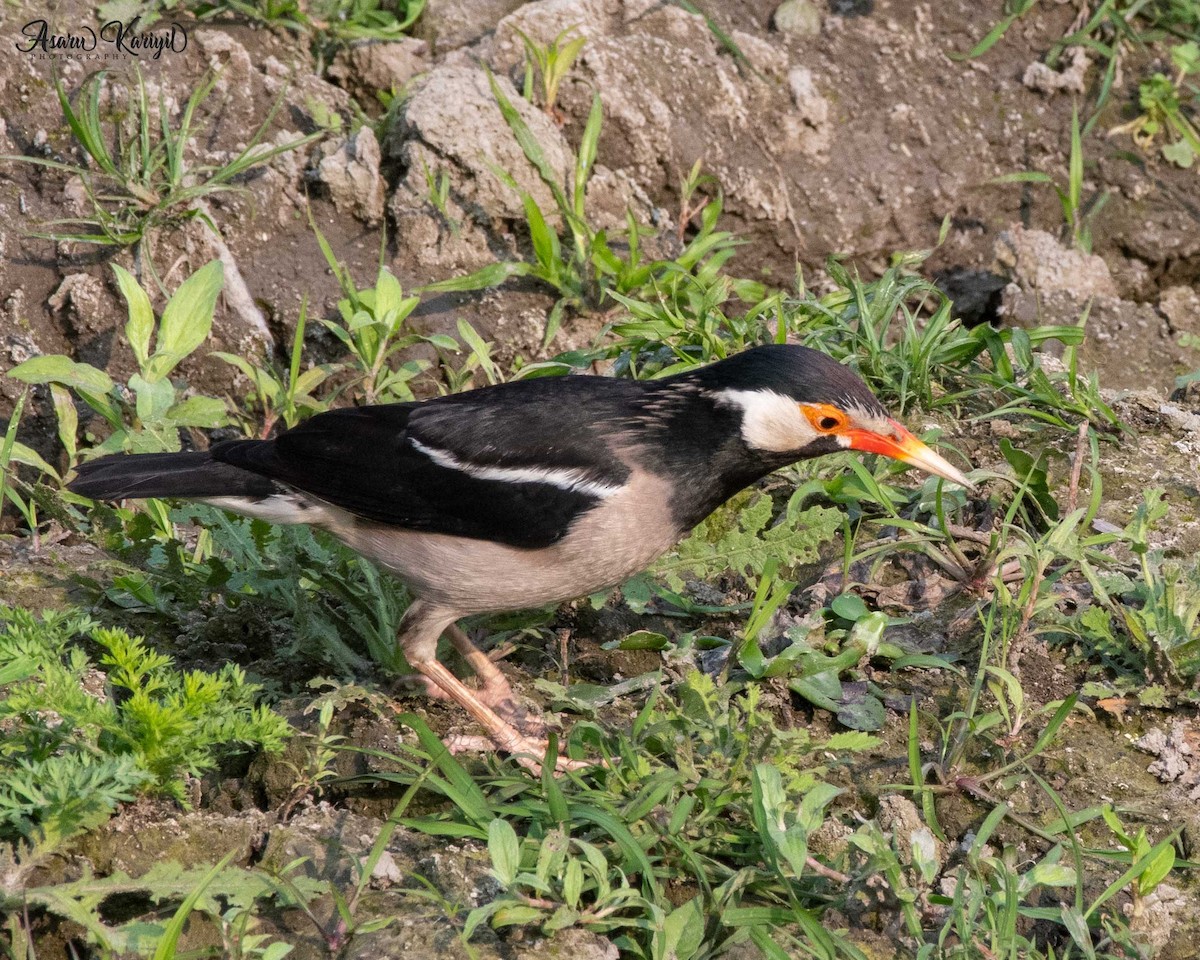 Indian Pied Starling - ML218663931