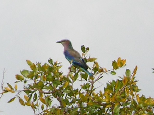 Lilac-breasted Roller - Tony King