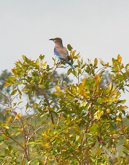 Lilac-breasted Roller - ML218666741
