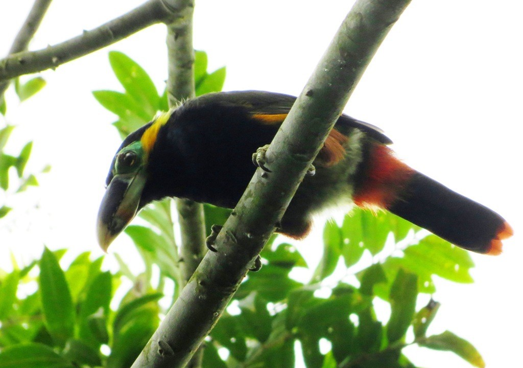Gould's Toucanet - Elby Anderson A Silva