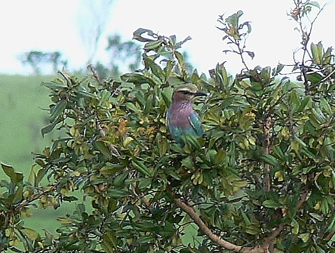 Lilac-breasted Roller - Tony King