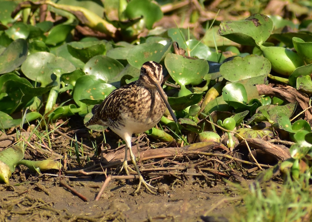 Greater Painted-Snipe - ML218667241