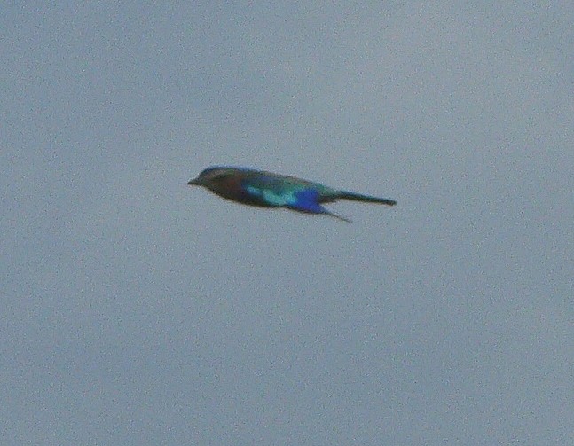 Lilac-breasted Roller - ML218667261
