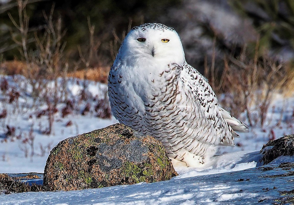Snowy Owl - ML218667941