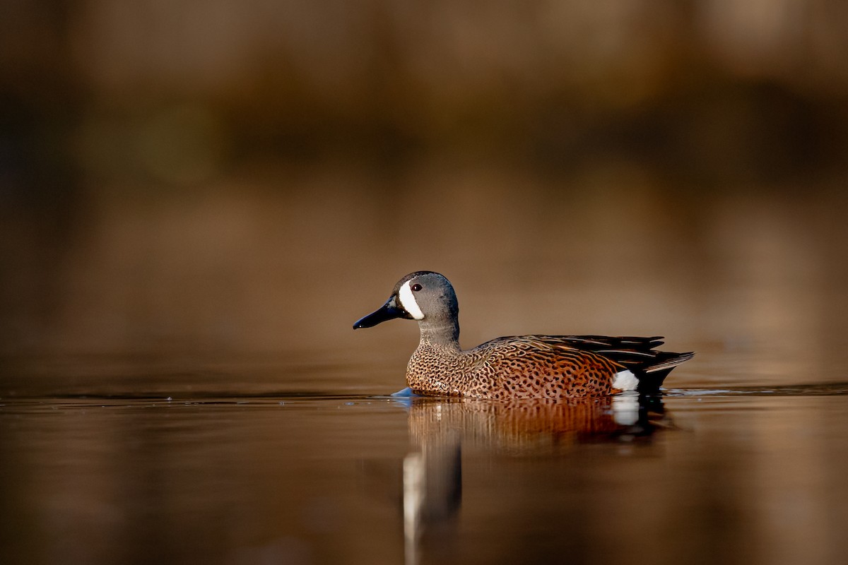 Blue-winged Teal - ML218668621