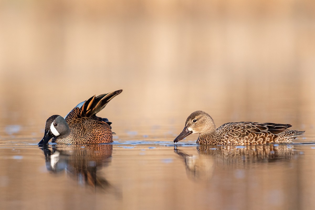 Blue-winged Teal - ML218668631