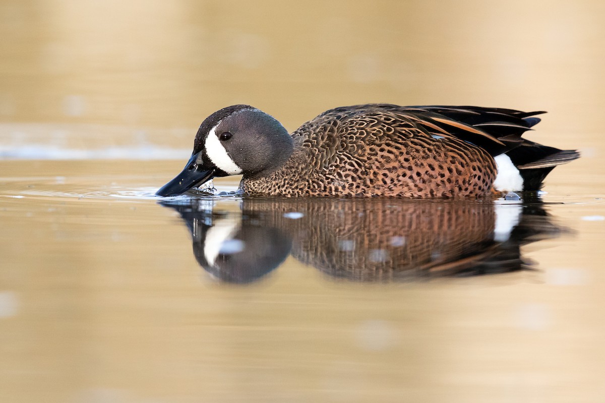 Blue-winged Teal - ML218668651