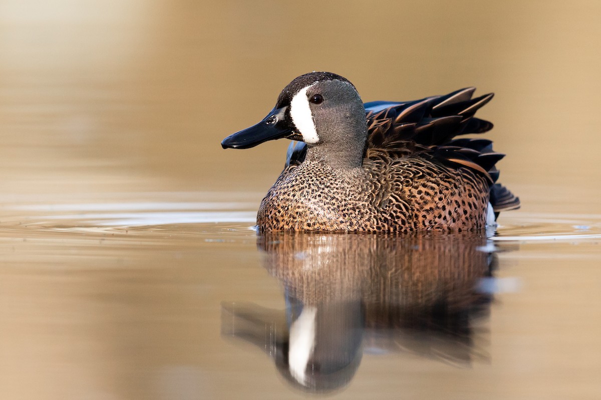 Blue-winged Teal - ML218668671