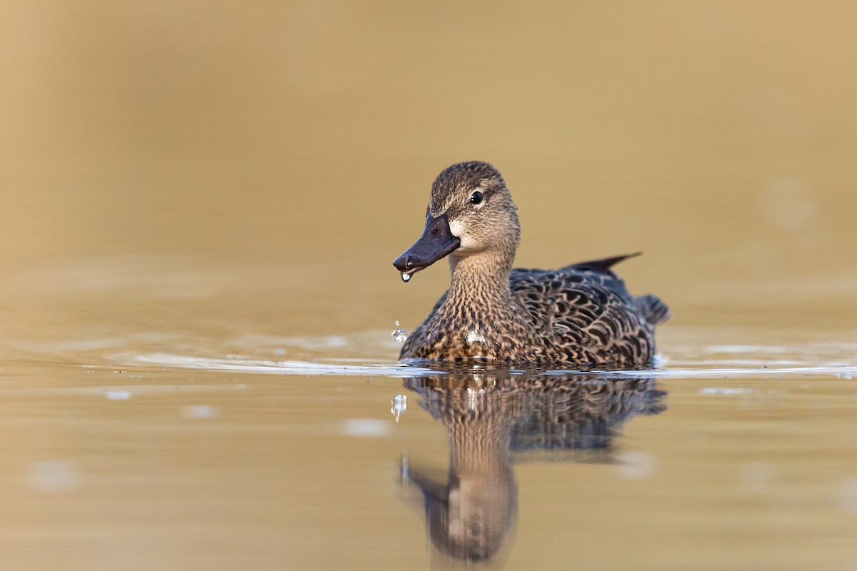 Blue-winged Teal - ML218668681