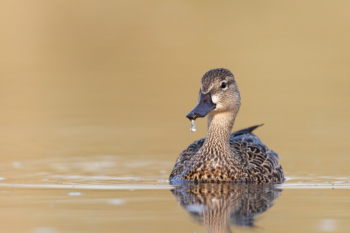 Blue-winged Teal - ML218668691