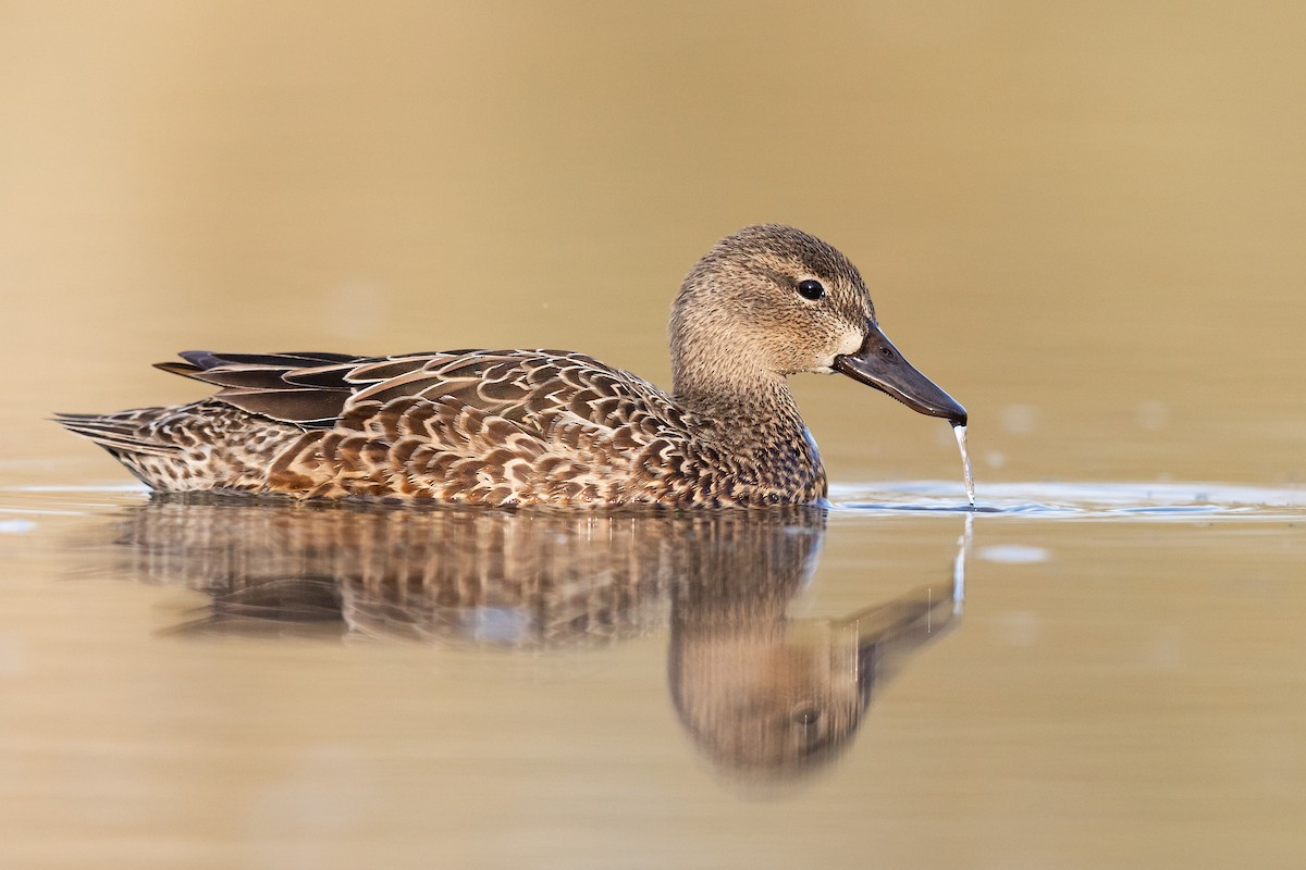 Blue-winged Teal - ML218668711
