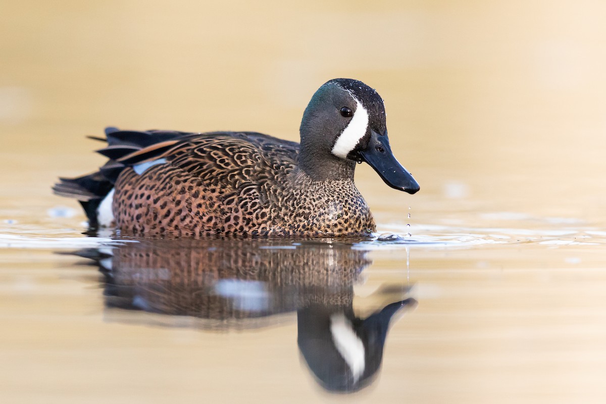Blue-winged Teal - ML218668741