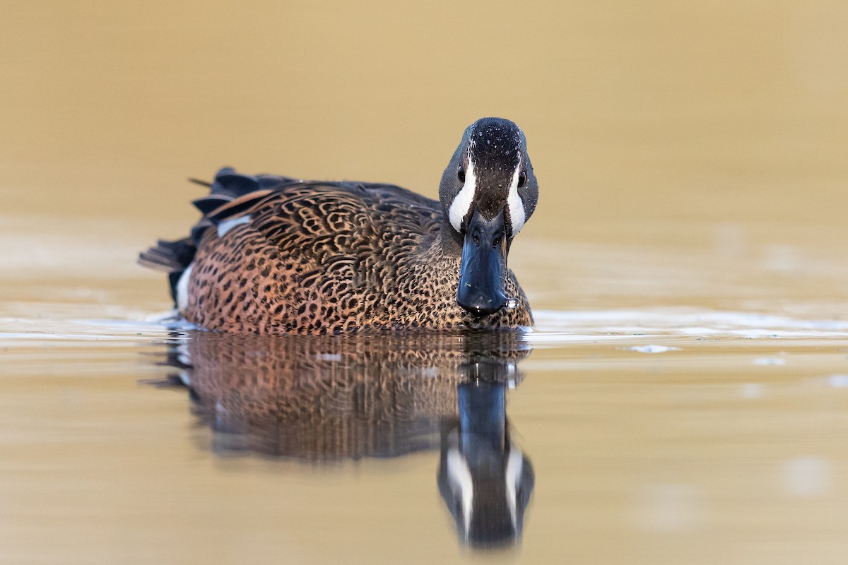 Blue-winged Teal - ML218668761