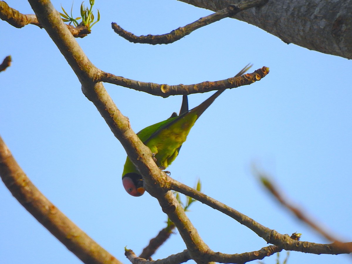 Blossom-headed Parakeet - Francis D'Souza