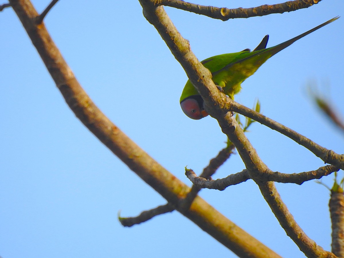 Blossom-headed Parakeet - ML218672181