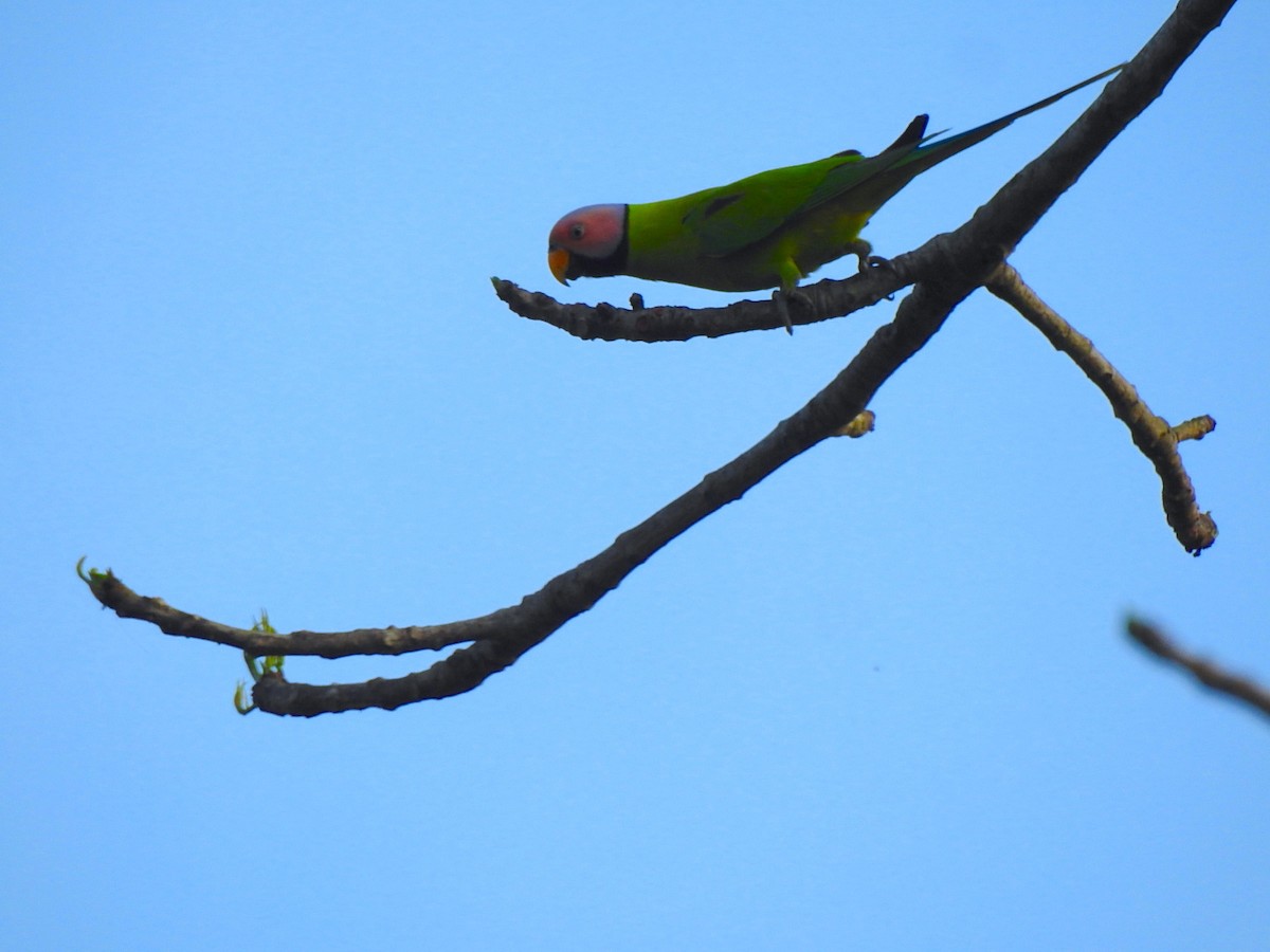 Blossom-headed Parakeet - ML218672191