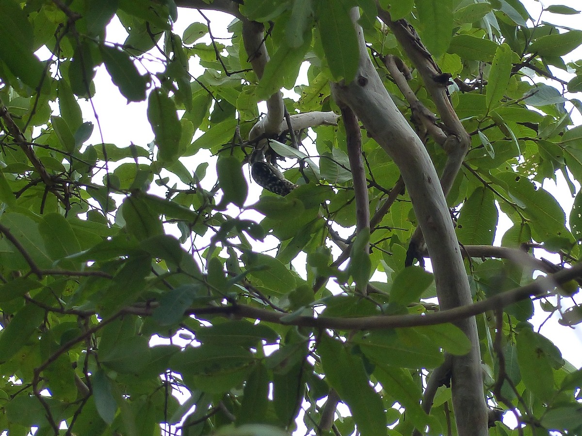 Brown-capped Pygmy Woodpecker - Rakesh Kalva