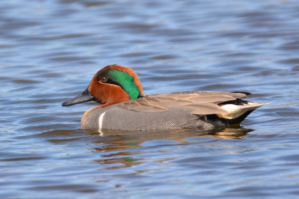 Green-winged Teal - ML218674691