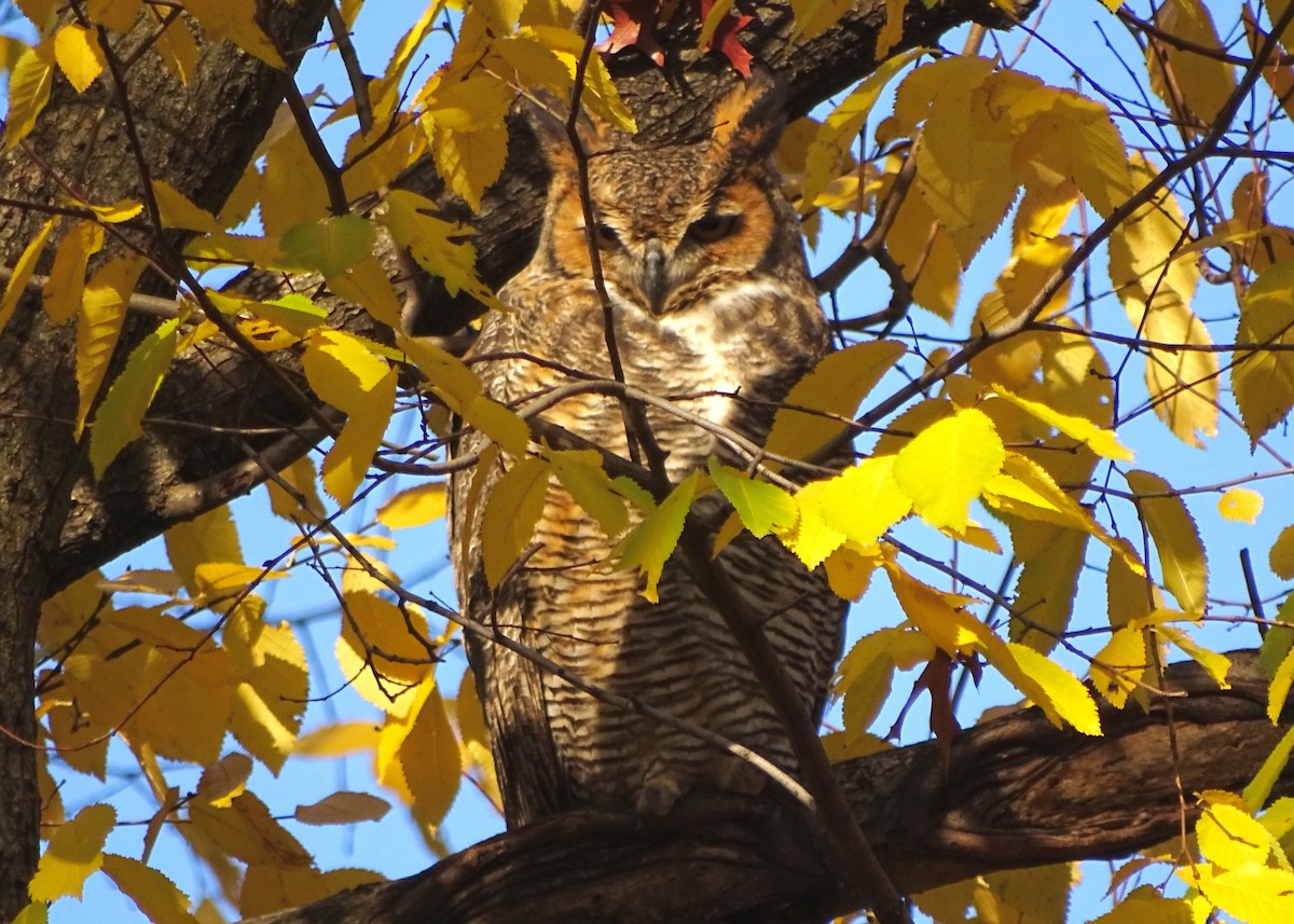 Great Horned Owl - Josh Russell