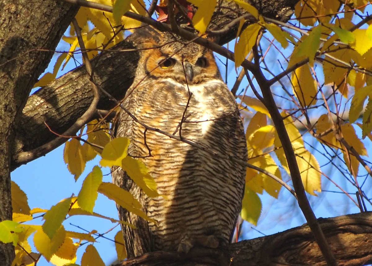 Great Horned Owl - Josh Russell