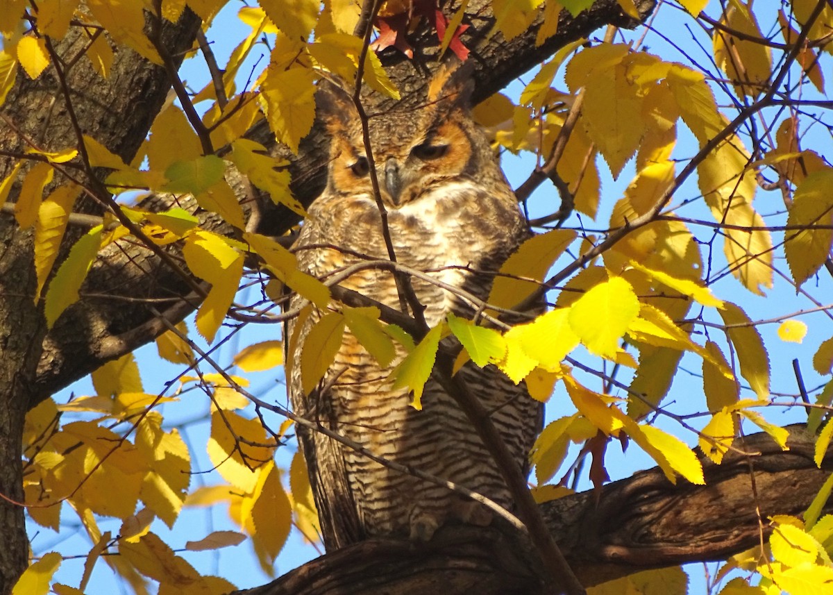 Great Horned Owl - ML21867541