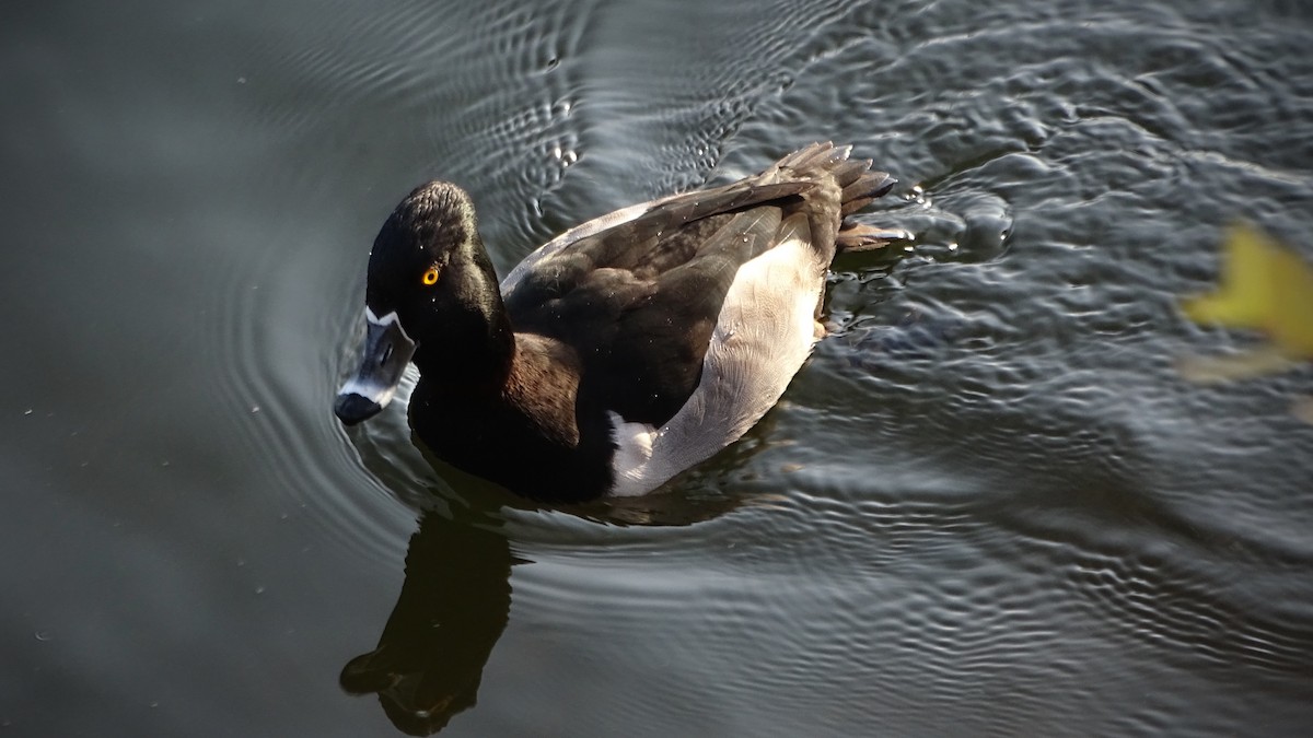 Ring-necked Duck - ML21867571
