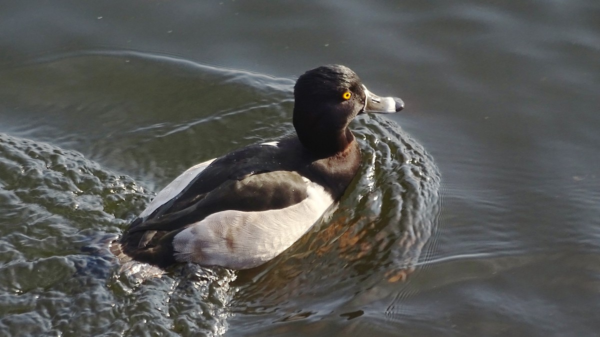 Ring-necked Duck - ML21867581