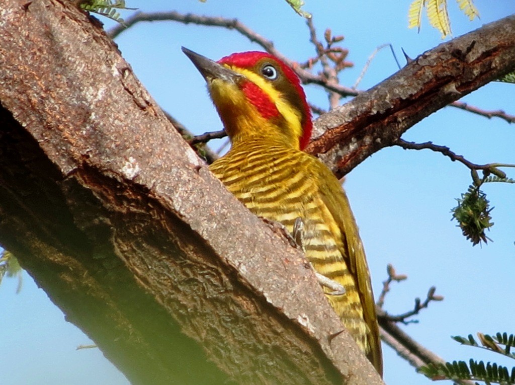 Golden-green Woodpecker - Elby Anderson A Silva