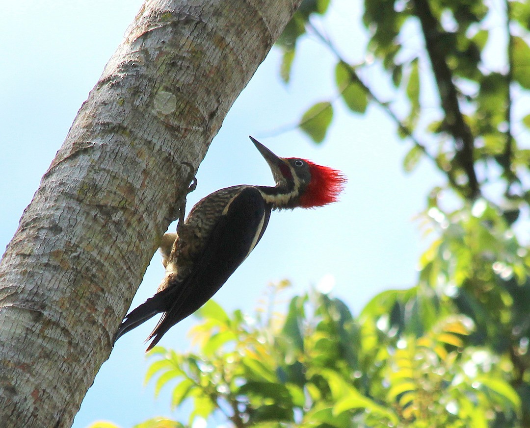 Lineated Woodpecker - Elby Anderson A Silva