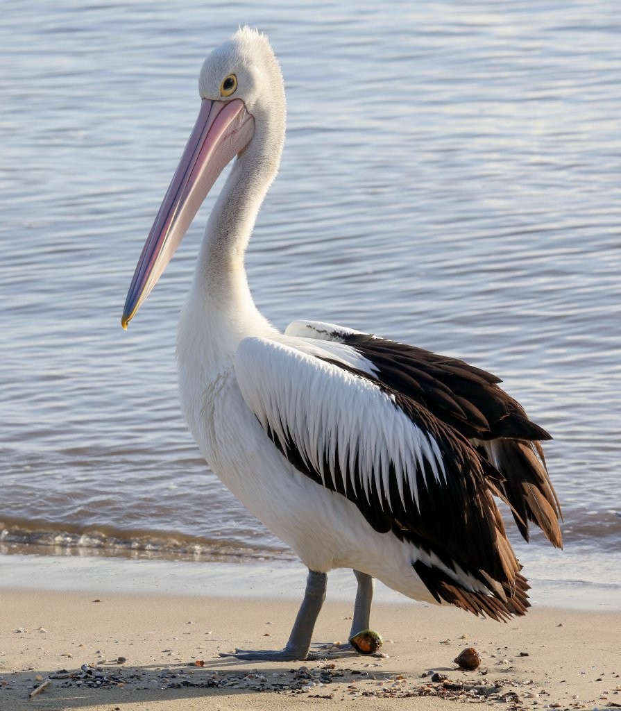 pelikán australský - ML218682081