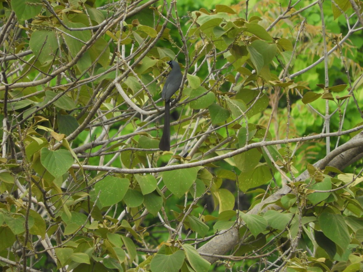 Racket-tailed Treepie - Phanakorn Kraomklang