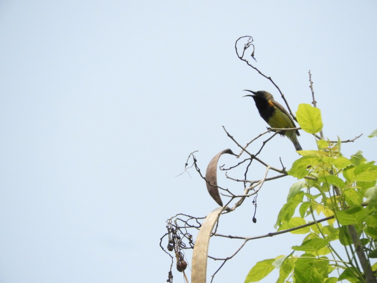 Ornate Sunbird - Phanakorn Kraomklang