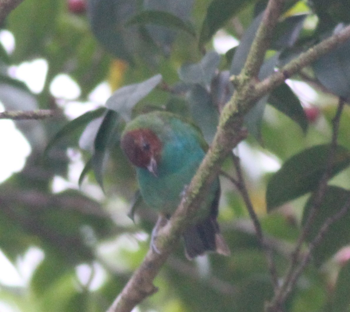 Bay-headed Tanager - ML21868351
