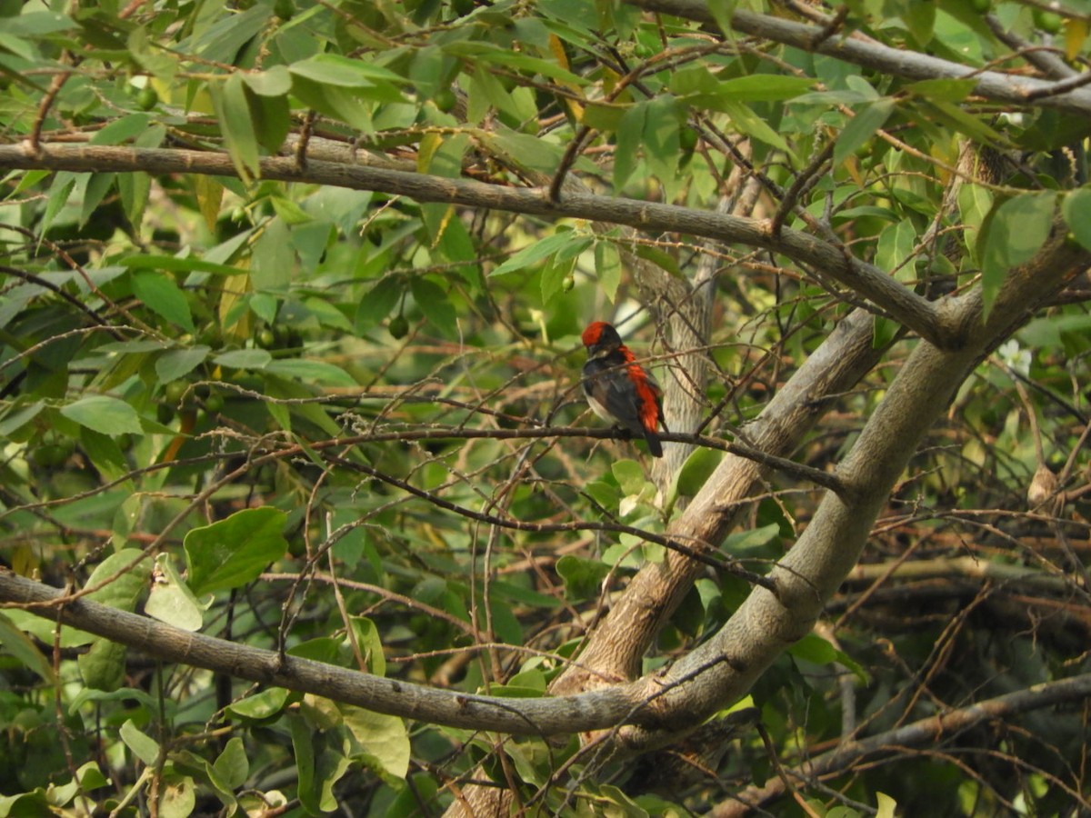 Scarlet-backed Flowerpecker - Phanakorn Kraomklang