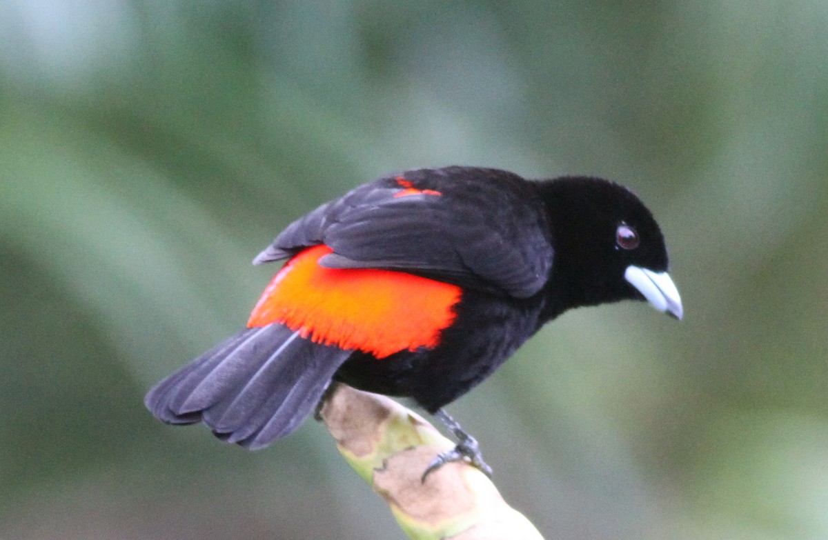 Scarlet-rumped Tanager (Passerini's) - ML21868391