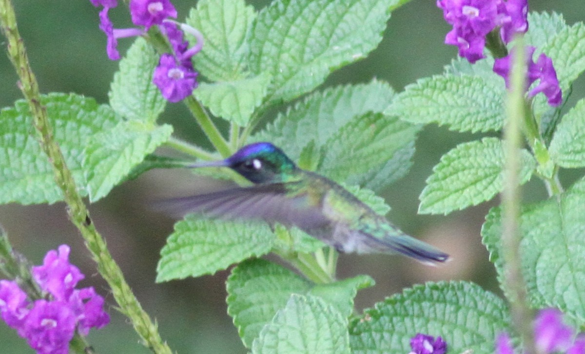 Violet-headed Hummingbird - ML21868721