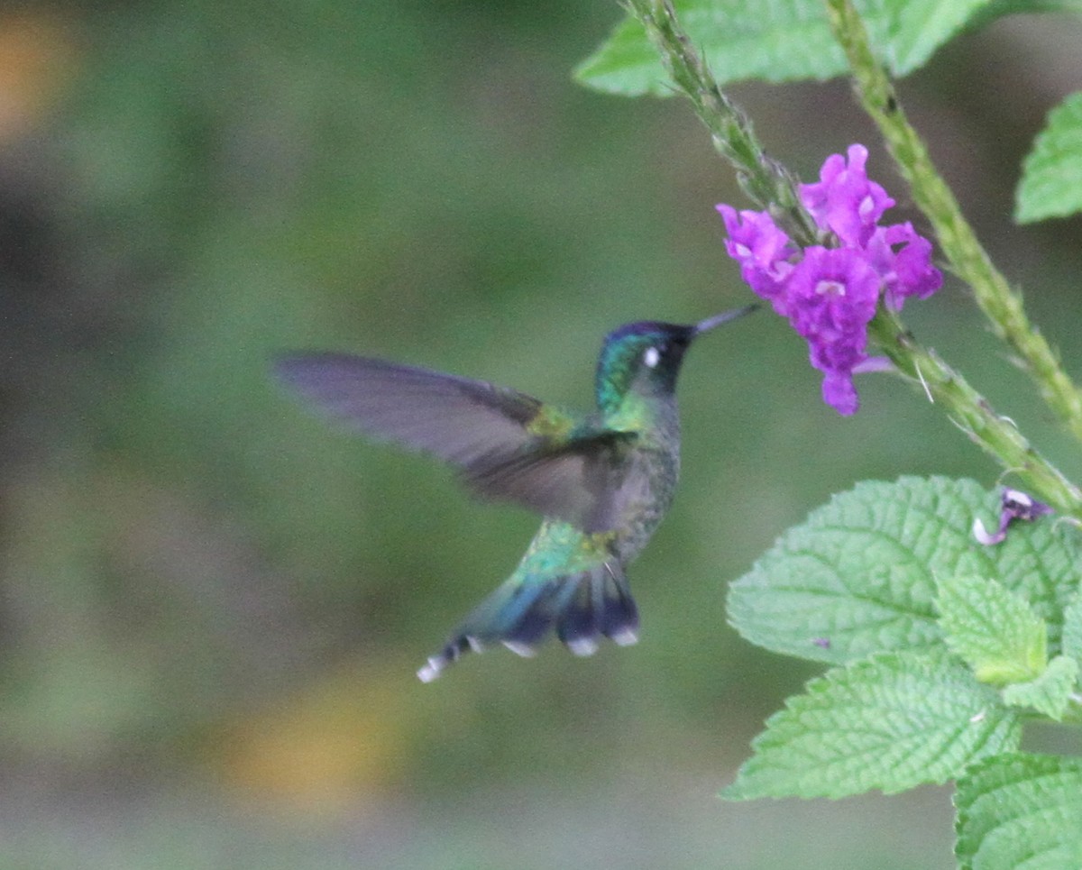 Violet-headed Hummingbird - Dan Maxwell