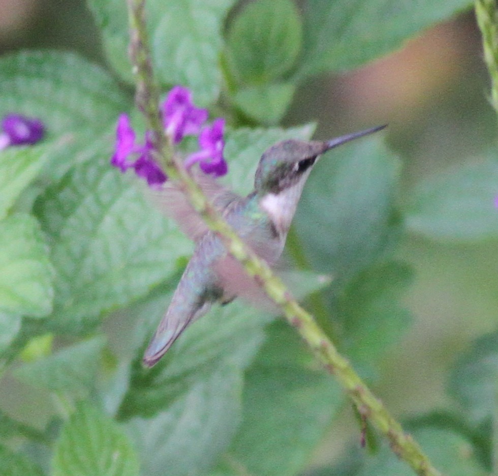 Ruby-throated Hummingbird - Dan Maxwell