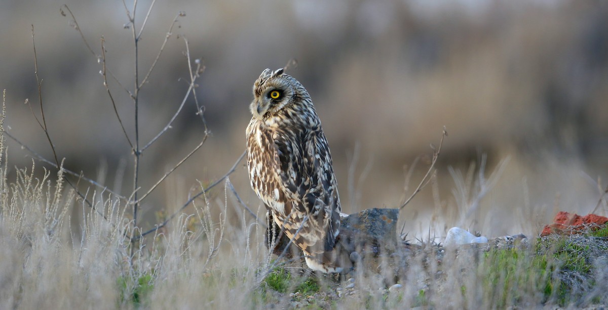 Short-eared Owl (Northern) - ML218689671