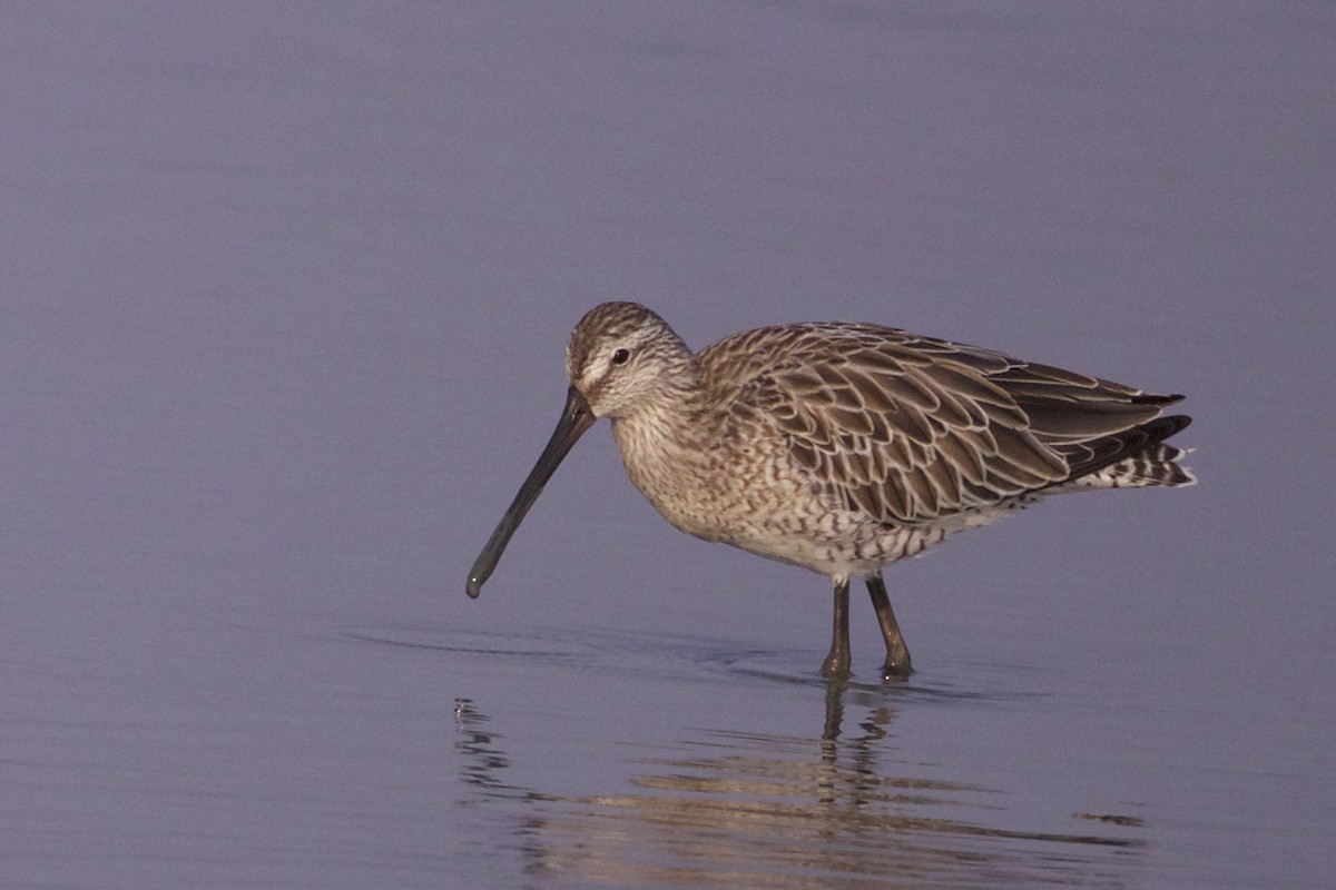 Asian Dowitcher - ML218690191