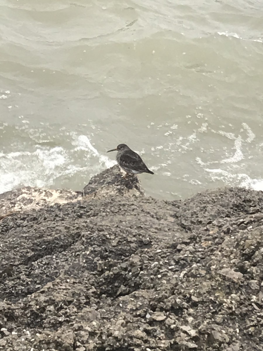 Ebird Checklist - 28 Mar 2020 - Fairport Harbor Lakefront Park - 8 Species